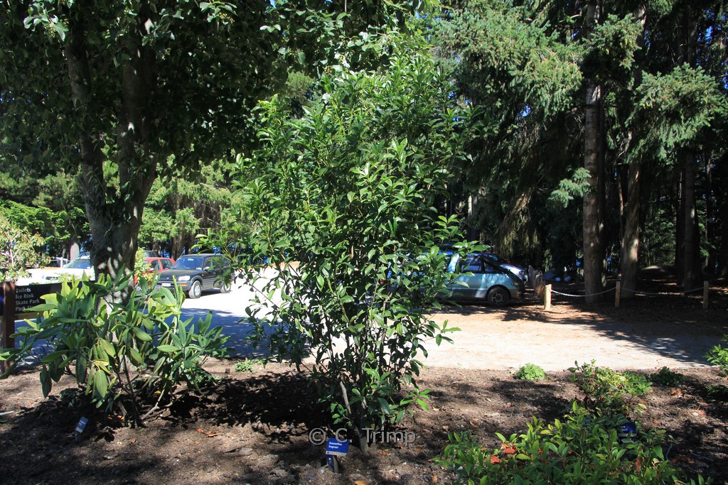 Osmanthus fragrans