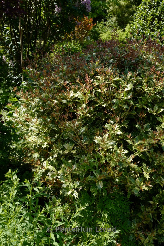 Osmanthus heterophyllus ‚Goshiki‘