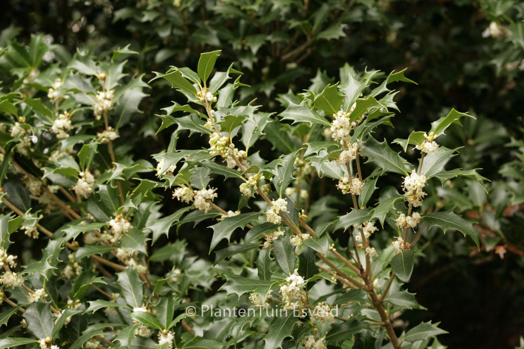 Osmanthus heterophyllus ‚Gulftide‘