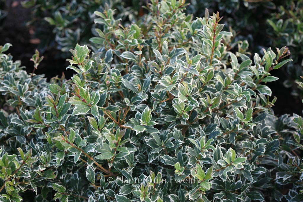 Osmanthus heterophyllus ‚Kembu‘