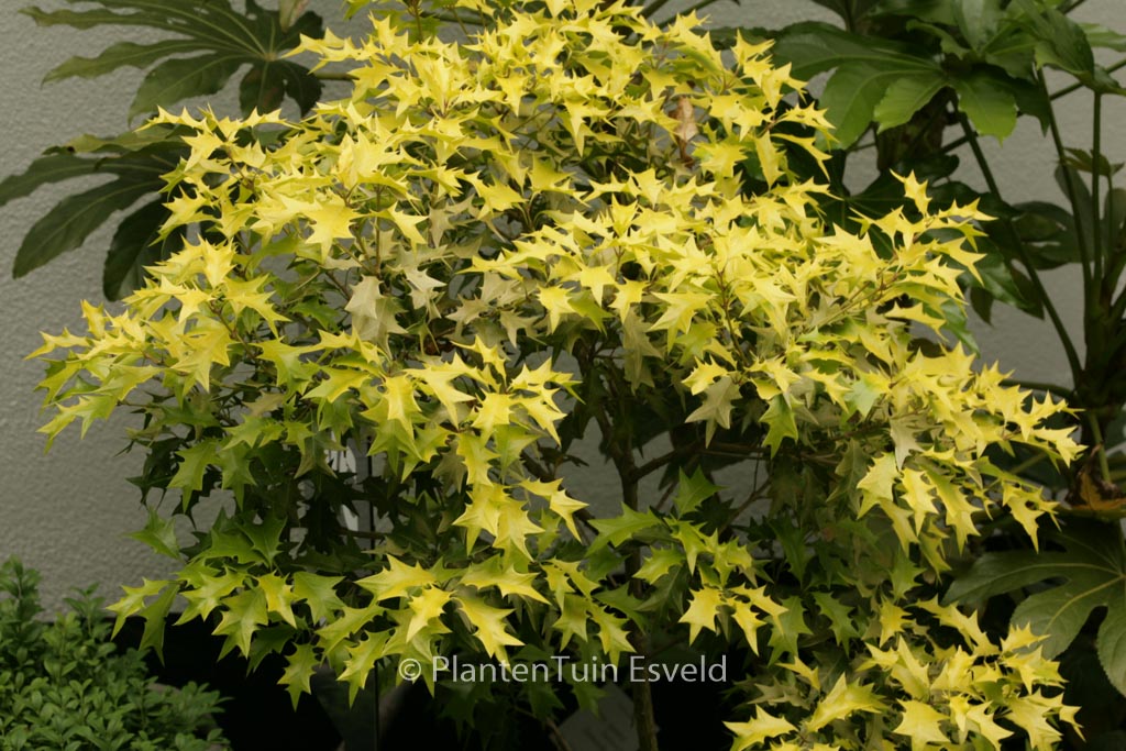 Osmanthus heterophyllus ‚Ogon‘