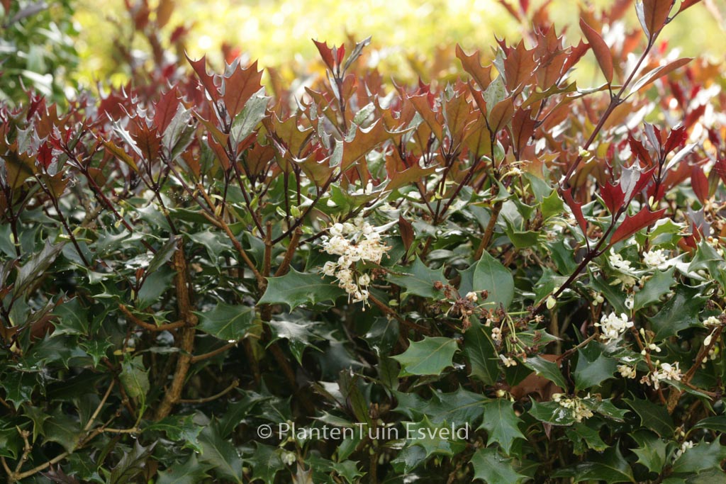 Osmanthus heterophyllus ‚Purpureus‘