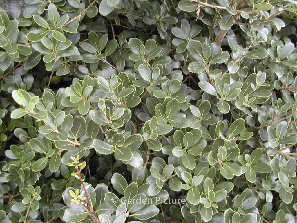 Osmanthus heterophyllus ‚Rotundifolius‘