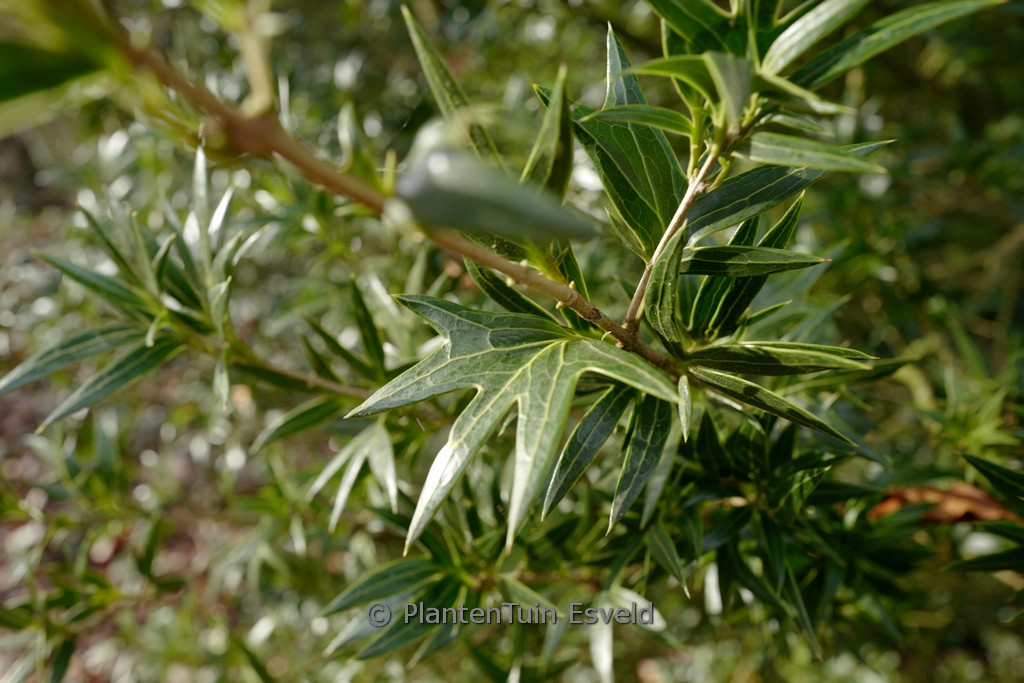 Osmanthus heterophyllus ‚Sasaba‘