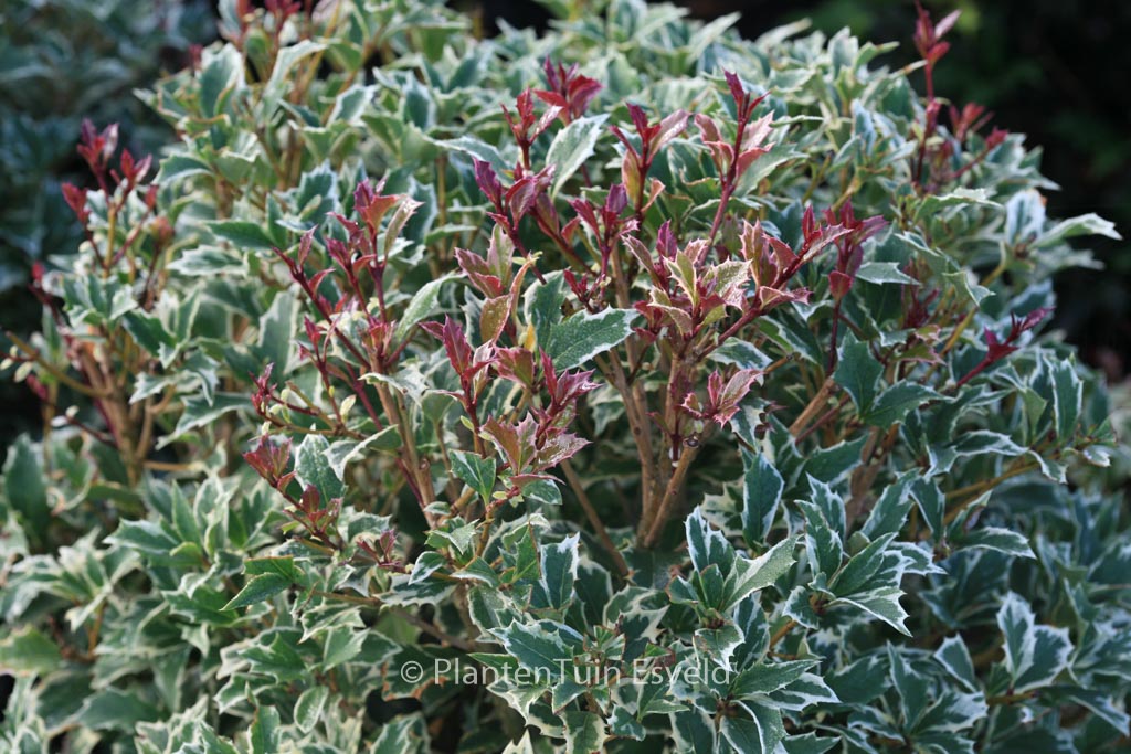 Osmanthus heterophyllus ‚Variegatus‘