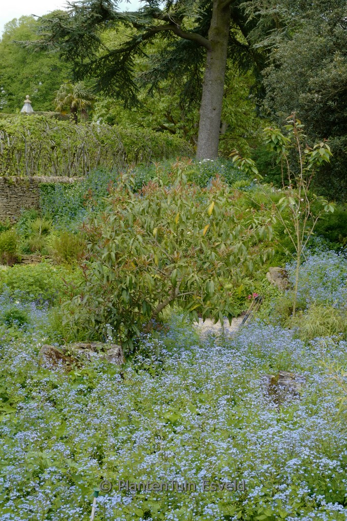 Osmanthus yunnanensis