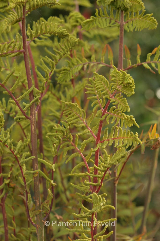 Osmunda regalis ‚Purpurascens‘