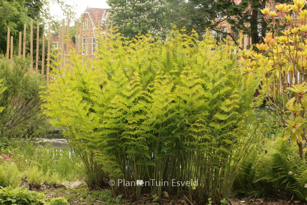 Osmunda regalis