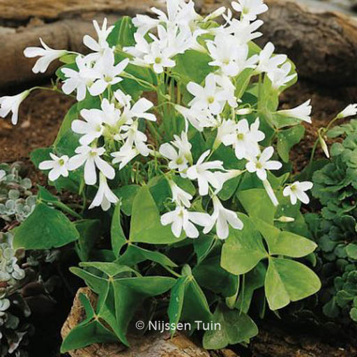Oxalis triangularis papilionacea