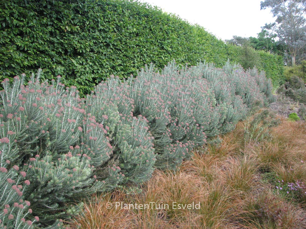 Ozothamnus rosmarinifolius ‚Silver Jubilee‘