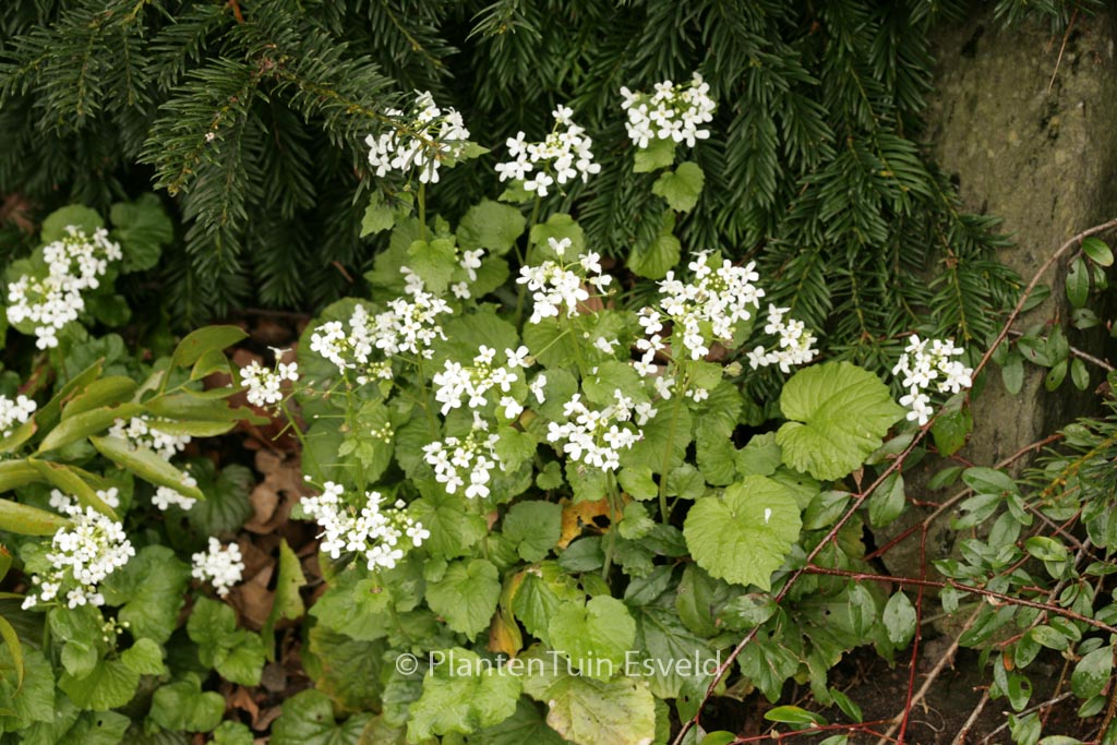 Pachyphragma macrophyllum