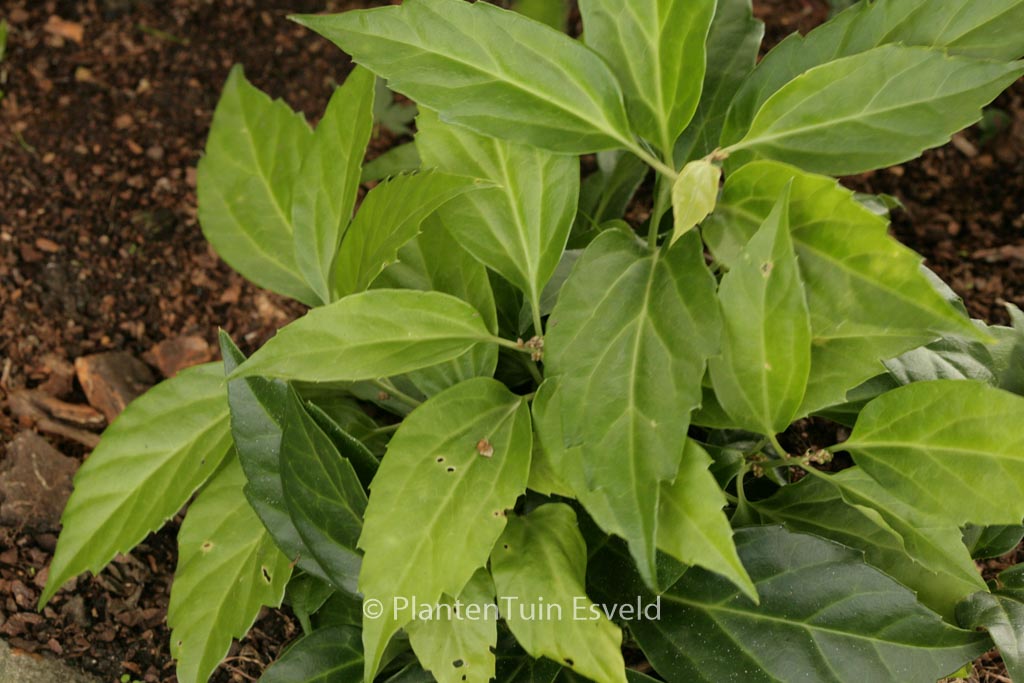 Pachysandra axillaris ‚Crug’s Cover‘