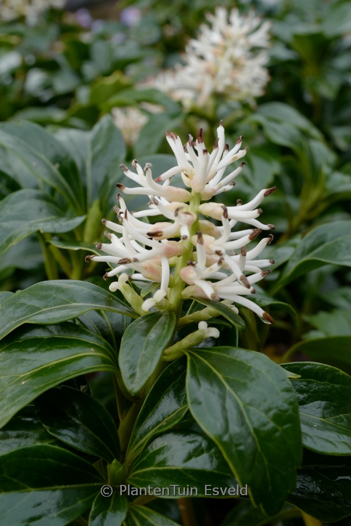 Pachysandra terminalis ‚Green Sheen‘