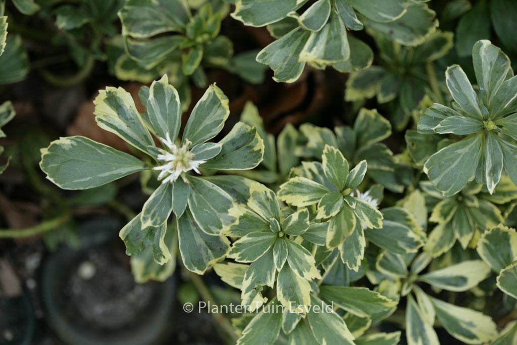 Pachysandra terminalis ‚Variegata‘