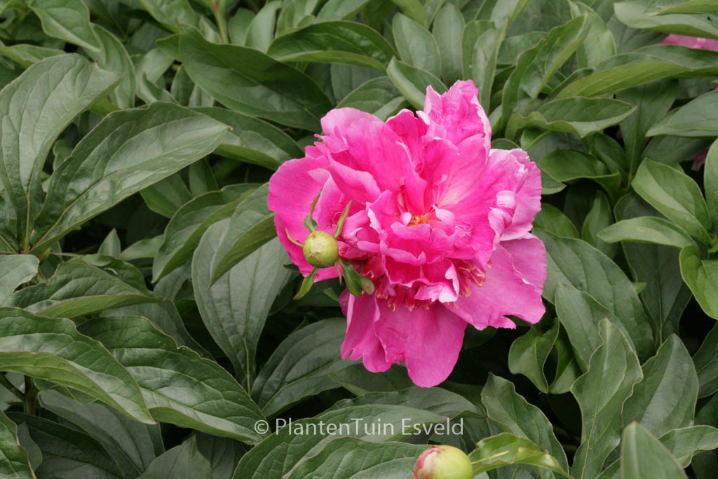 Paeonia ‚Alexander Fleming‘