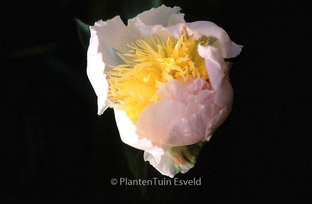 Paeonia ‚Angel Cheeks‘
