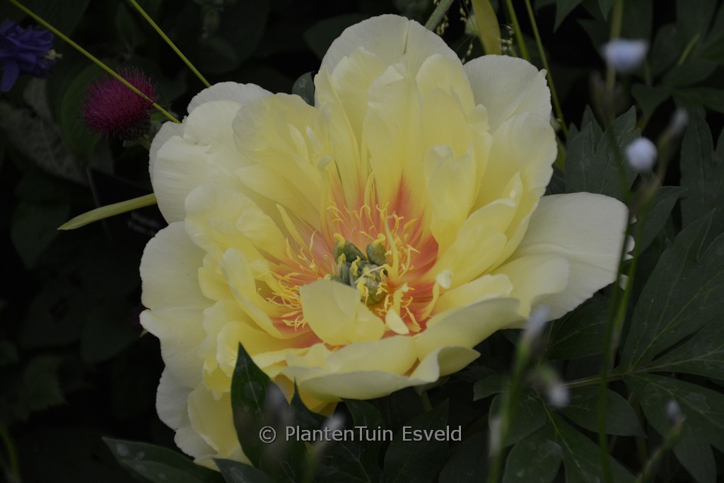 Paeonia ‚Bartzella‘