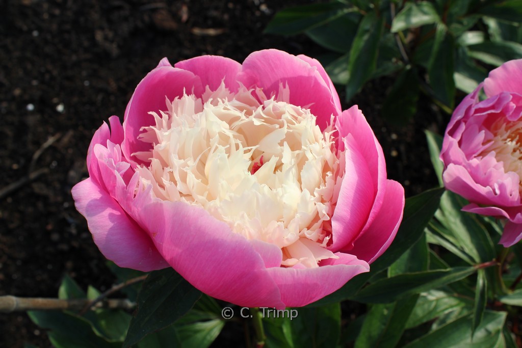 Paeonia ‚Bowl of Beauty‘