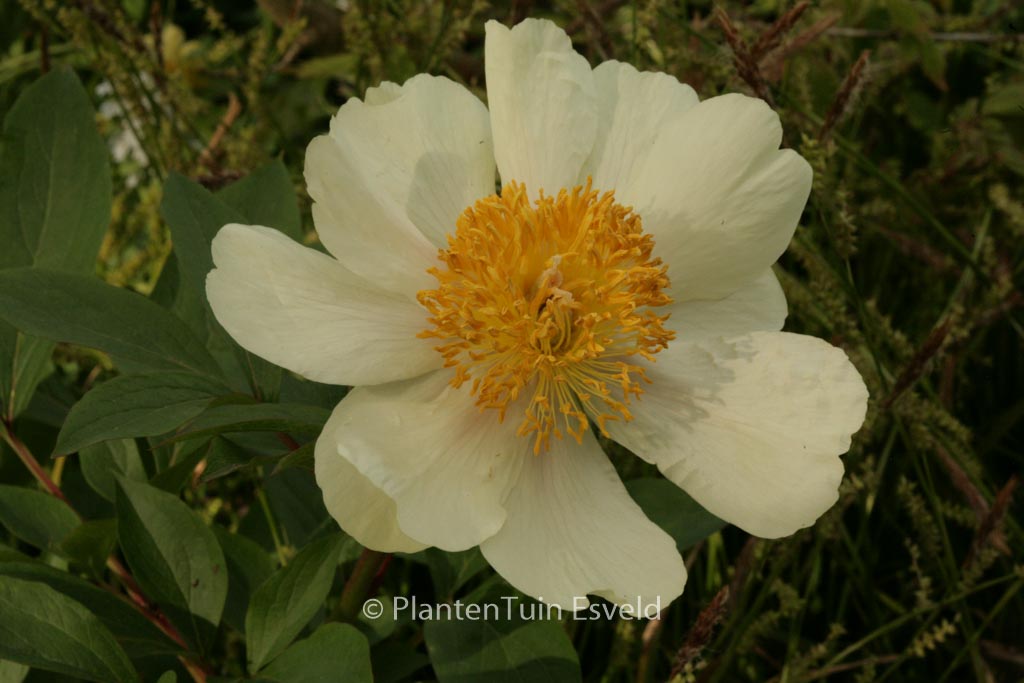 Paeonia ‚Claire de Lune‘