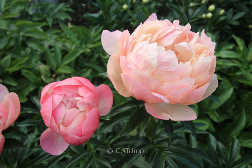 Paeonia ‚Coral Charm‘