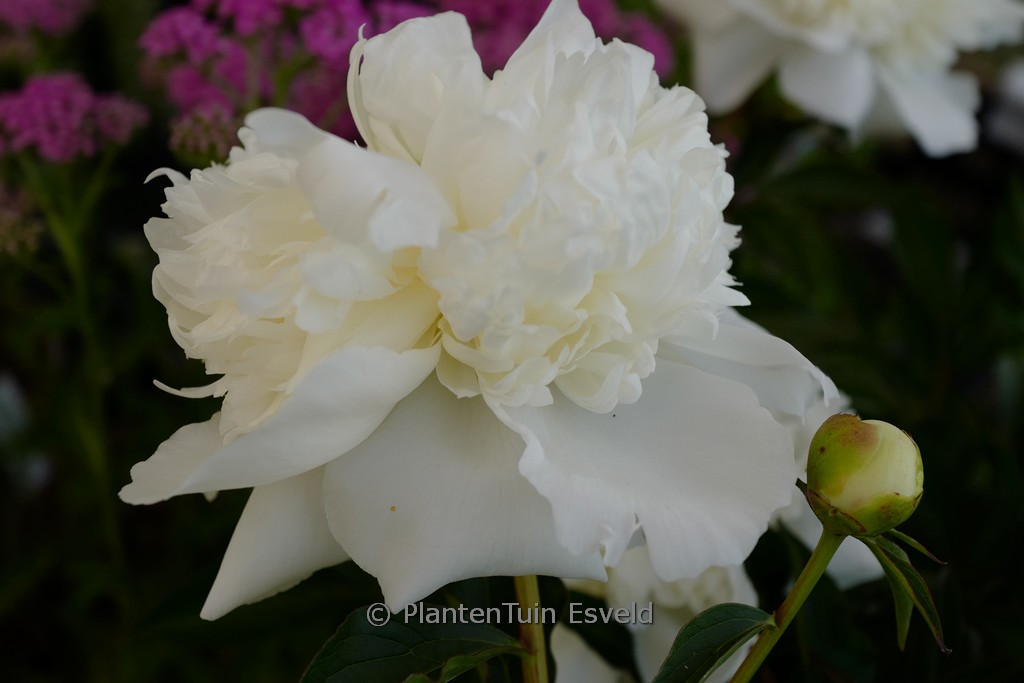 Paeonia ‚Duchesse de Nemours‘