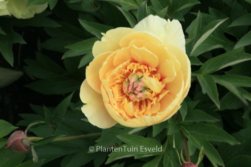 Paeonia ‚Garden Treasure‘