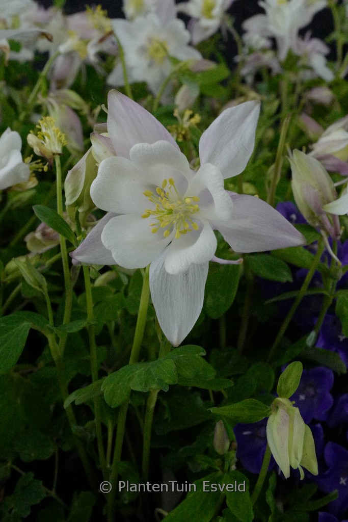 Paeonia ‚Hillary‘
