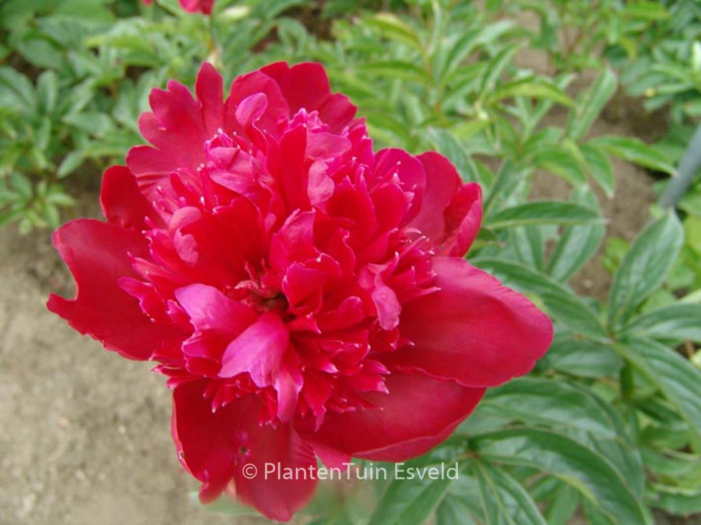 Paeonia ‚Inspecteur Lavergne‘