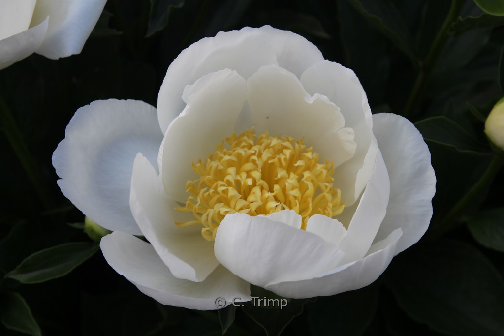 Paeonia ‚Jan van Leeuwen‘