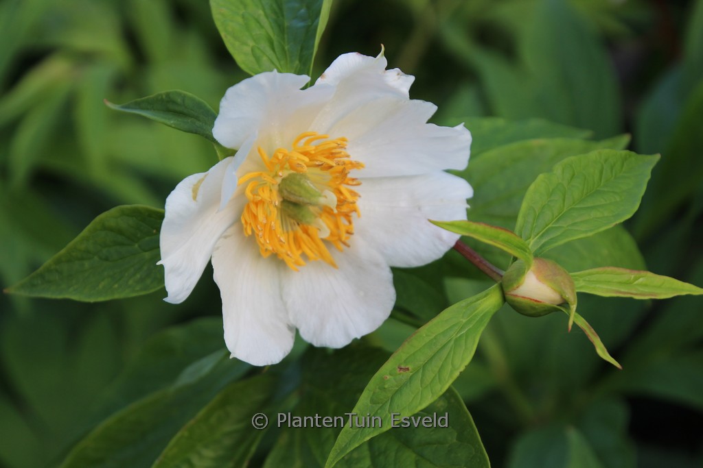 Paeonia ‚Late Windflower‘