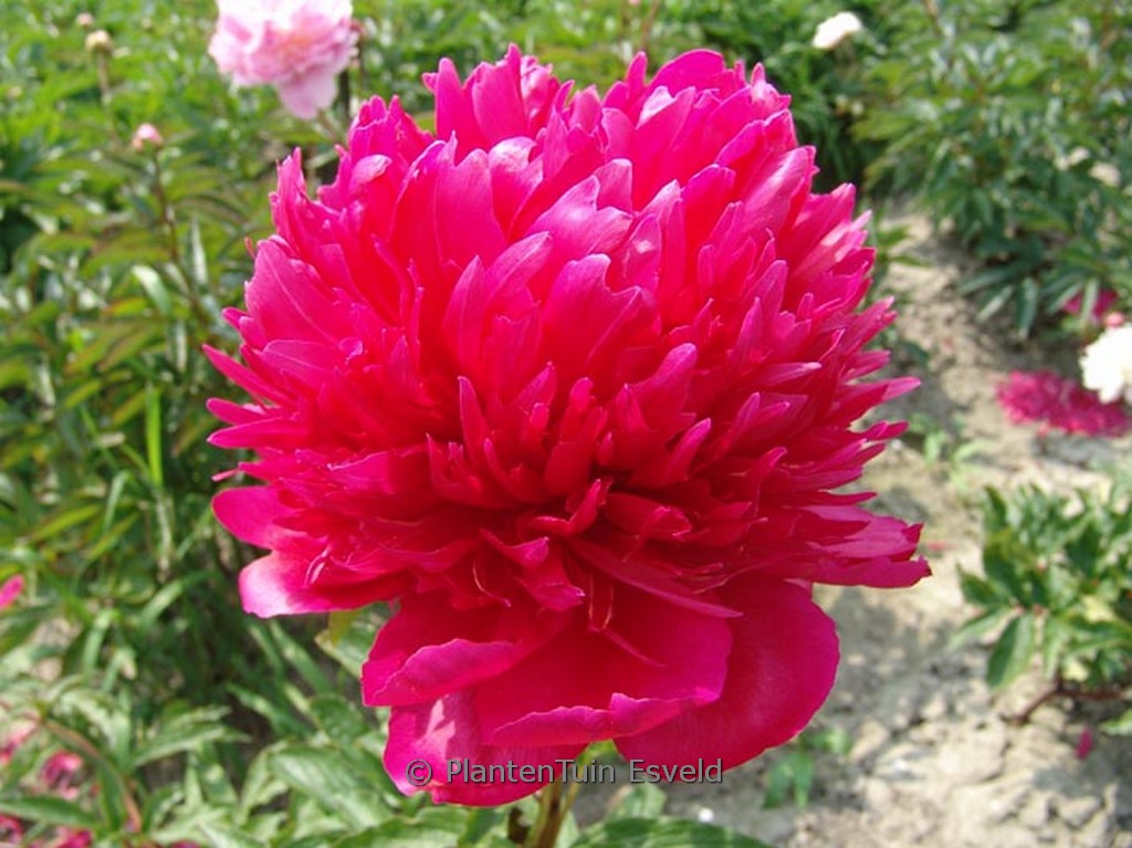 Paeonia ‚Many Happy Returns‘