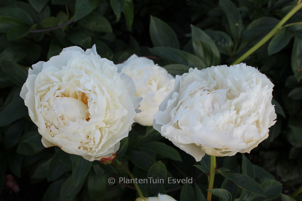 Paeonia ‚Marie Lemoine‘