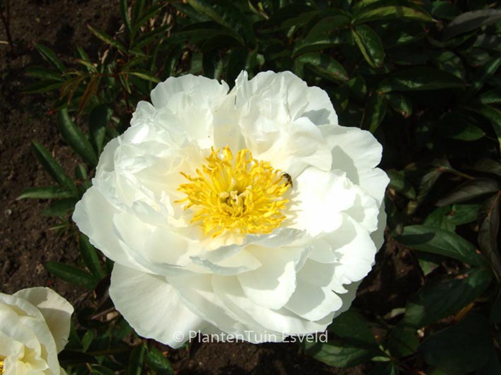 Paeonia ‚Miss America‘