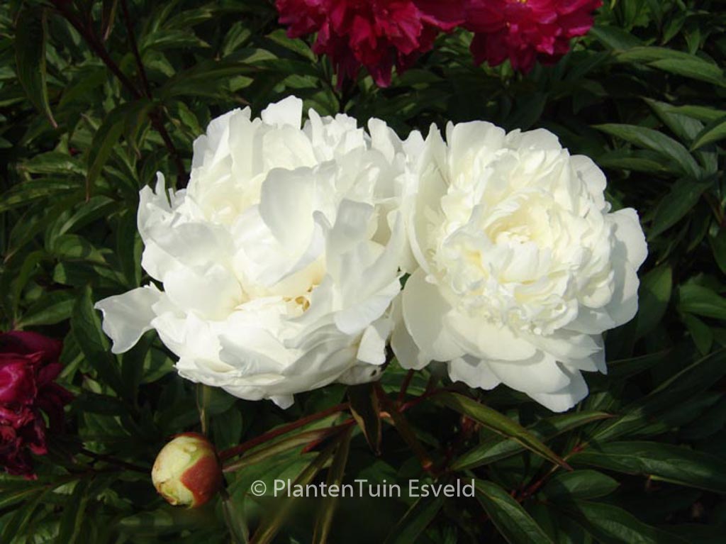 Paeonia ‚Mme Claude Tain‘