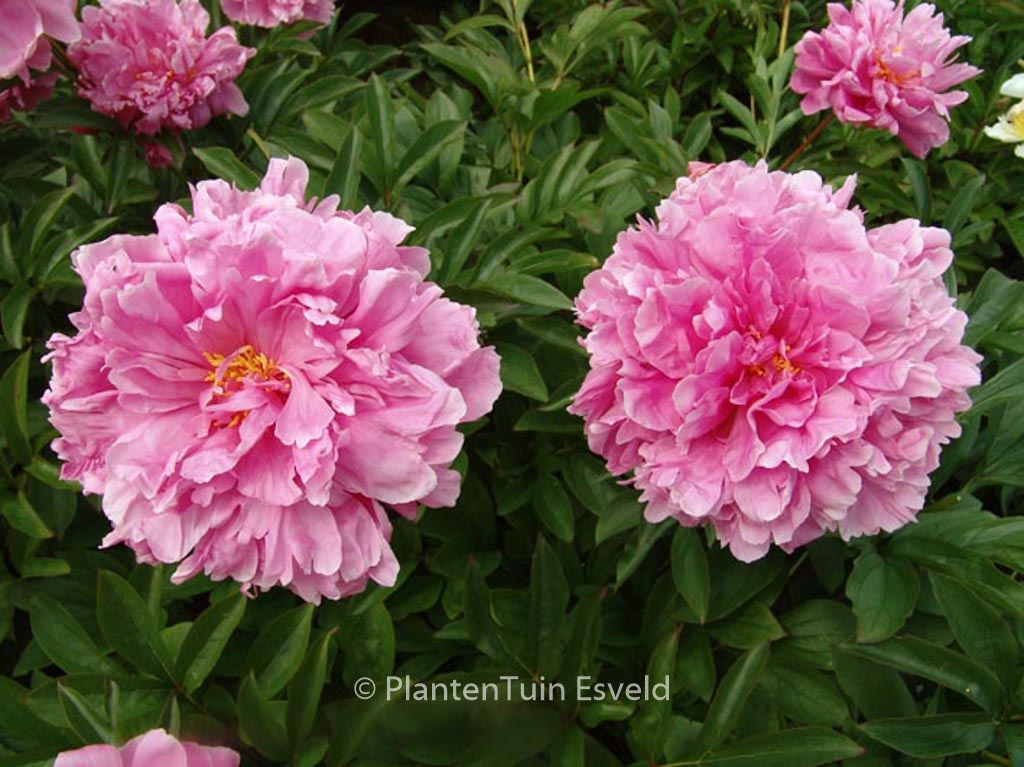 Paeonia ‚Mme. Emile Debatene‘