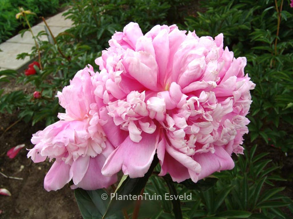 Paeonia ‚Monsieur Jules Elie‘