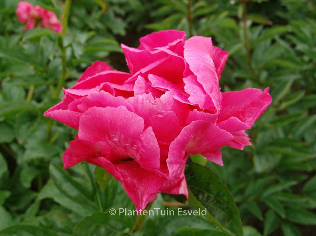 Paeonia ‚Paula Fay‘