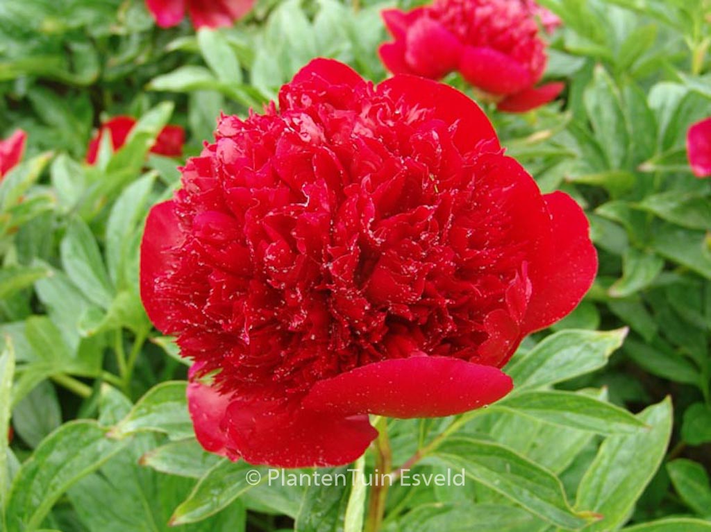 Paeonia ‚Red Charm‘