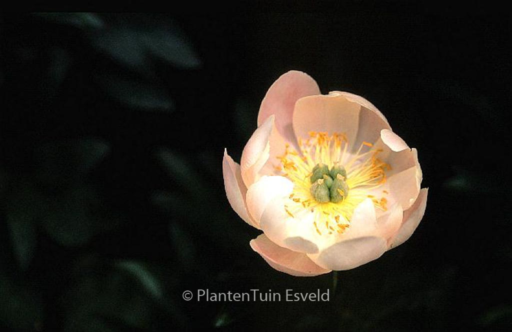 Paeonia ‚Soft Salmon Saucer‘