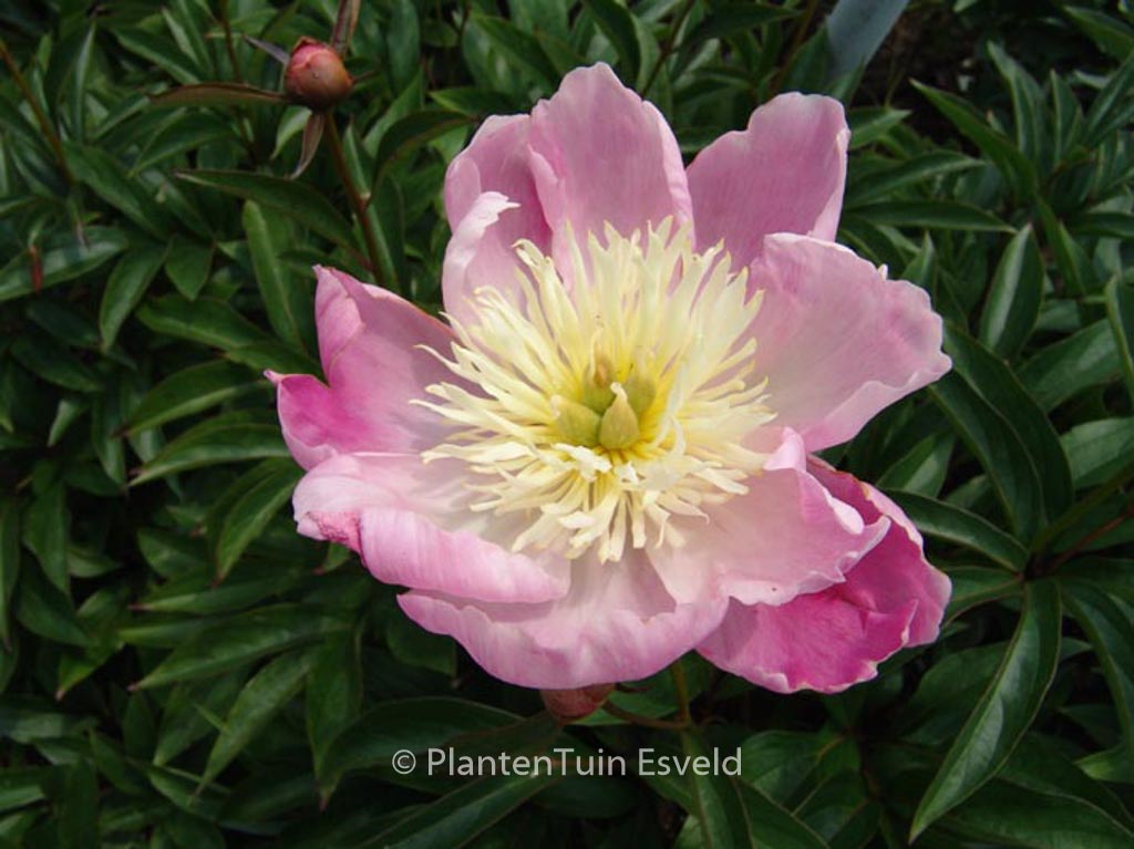 Paeonia ‚Wladyslawa‘