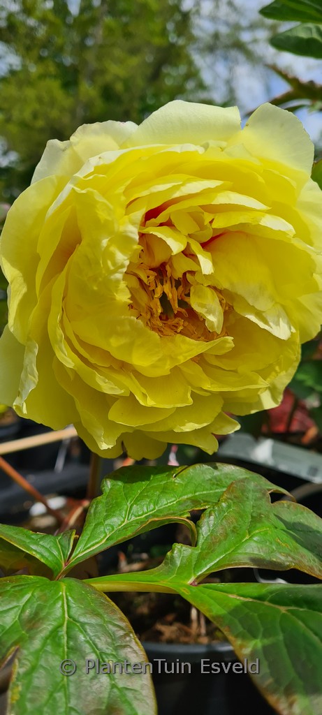Paeonia ‚Yellow Crown‘ (Itoh)