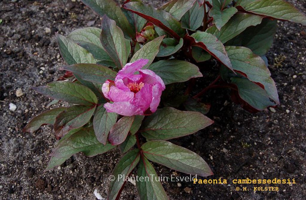 Paeonia cambessedesii