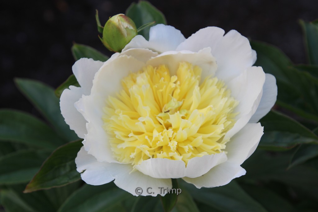 Paeonia lactiflora ‚Honey Gold‘