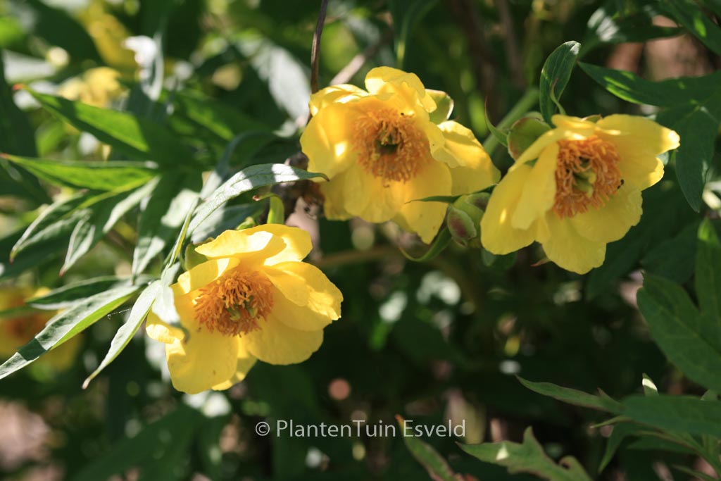 Paeonia lutea ludlowii