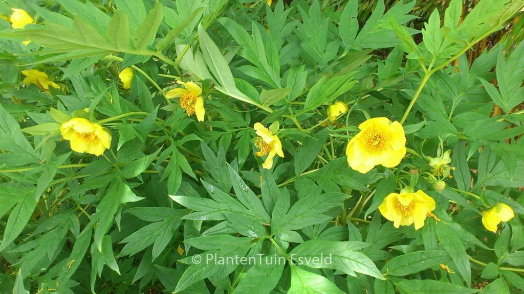 Paeonia lutea