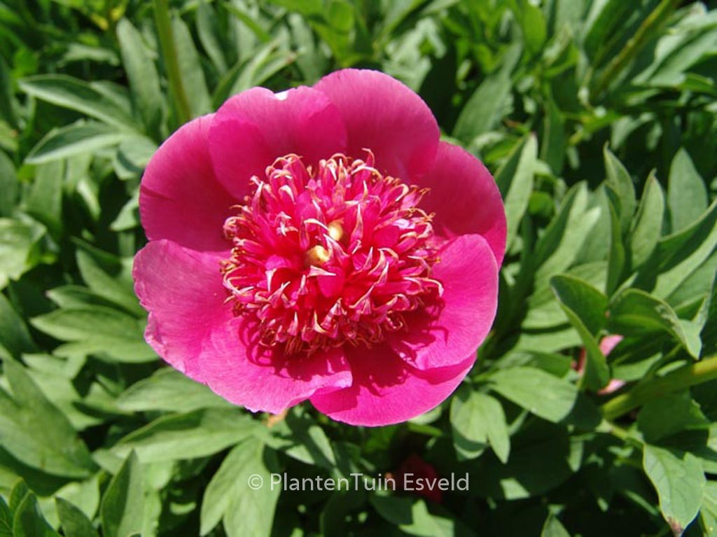 Paeonia officinalis ‚Anemoniflora‘