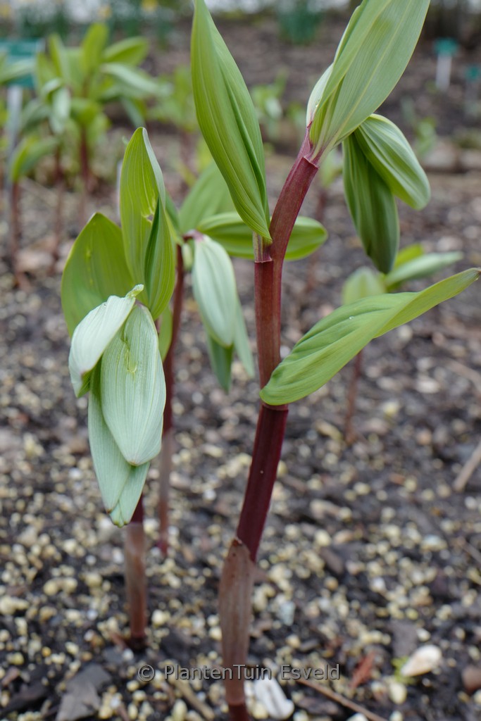 Paeonia suffruticosa ‚Kamata nishiki‘