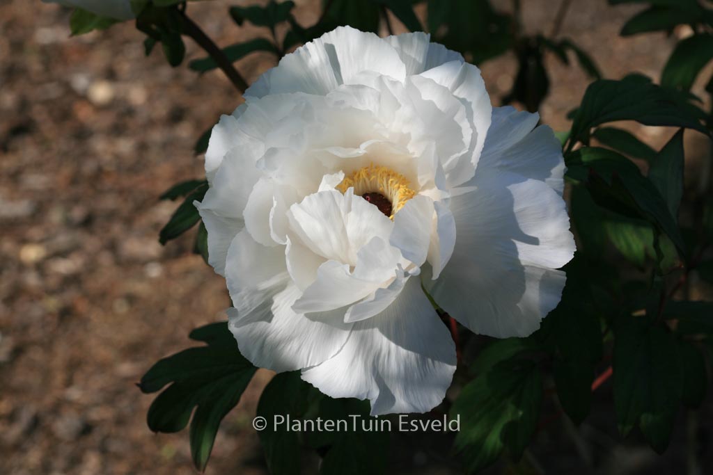 Paeonia suffruticosa (wit)