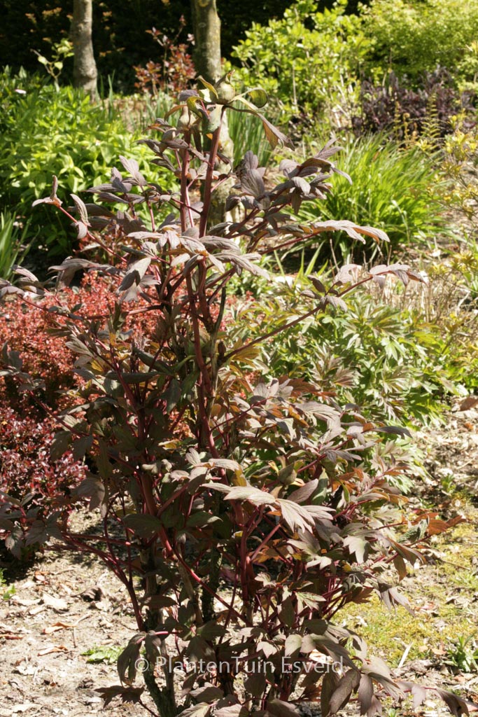 Paeonia suffruticosa