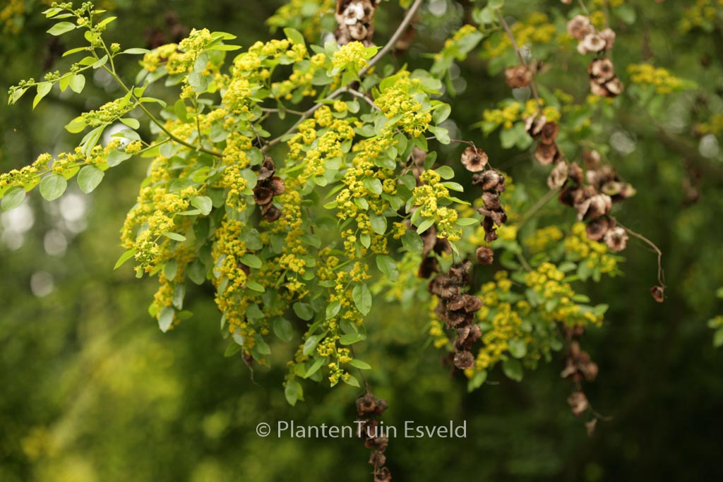 Paliurus spina-christi